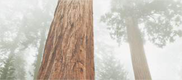california
